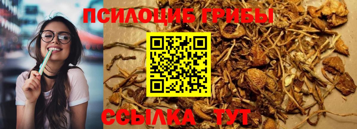 Миасс  Галлюциногенные грибы прущие грибы  Вход с VPN  Псилоцибиновые грибы Psilocybe 